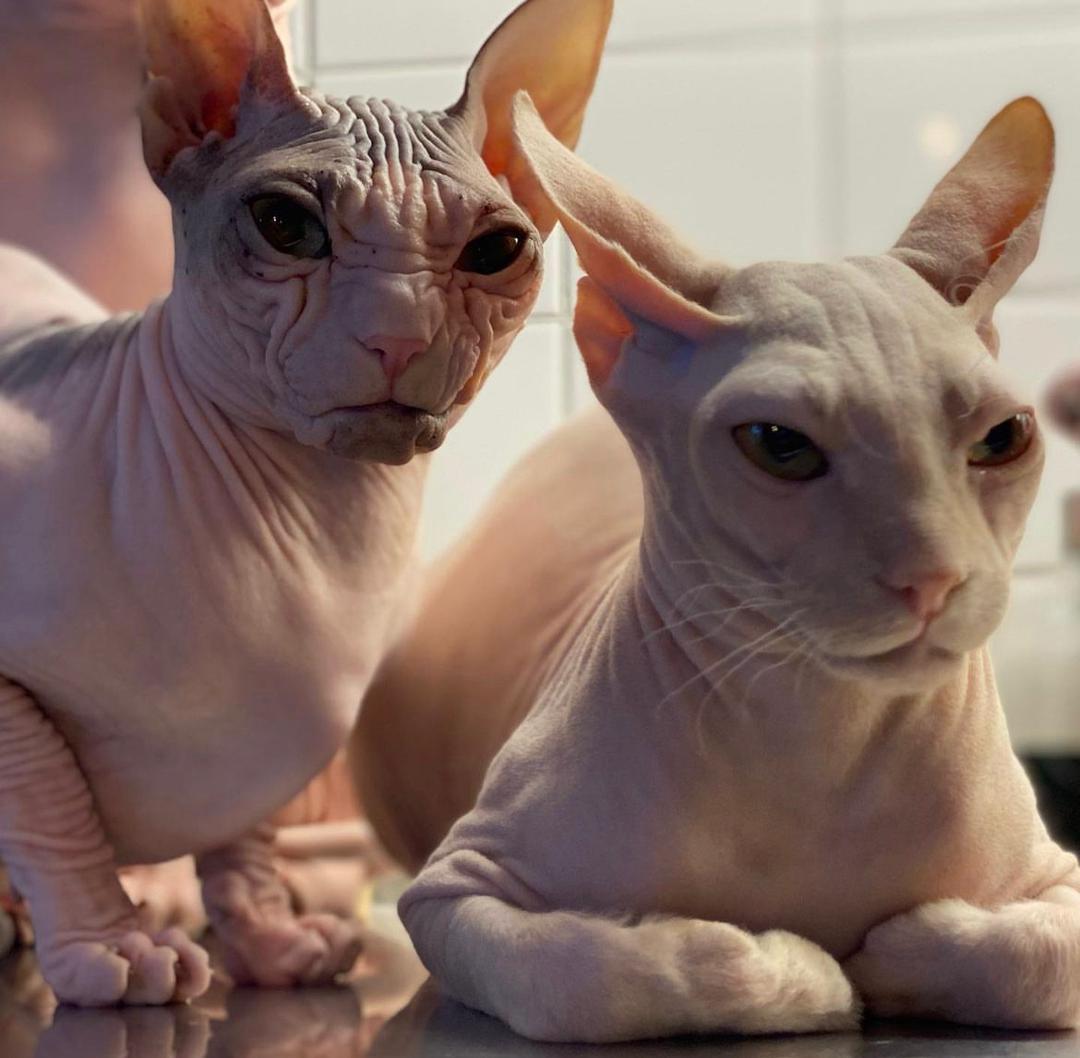 Donskoy parent cats
